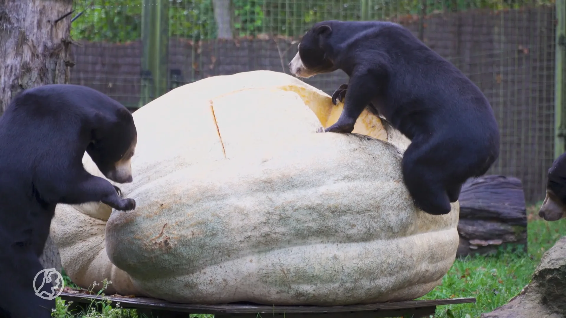 Grootste witte pompoen dit jaar eindigt als feestmaal voor beren Burgers' Zoo