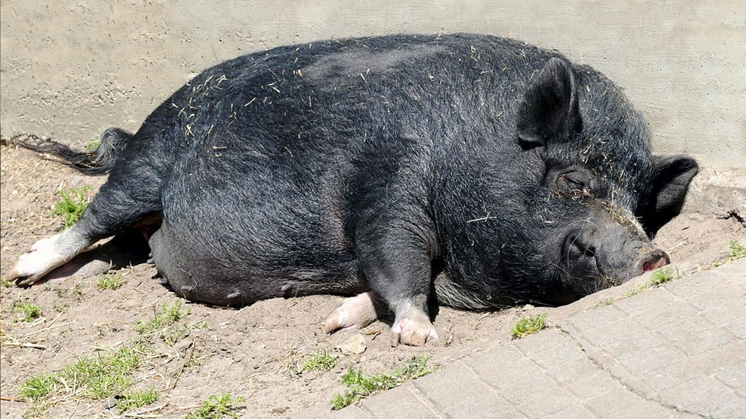 Hangbuikzwijntje met pijlen doorboord, hok in brand gestoken