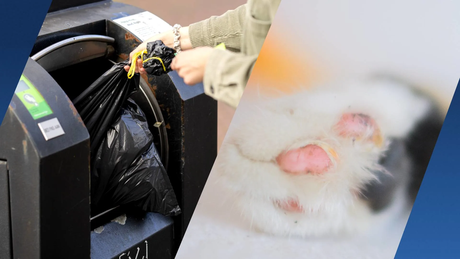 Voorbijganger vindt katje in container Arnhem: 'Brak mijn hart' 