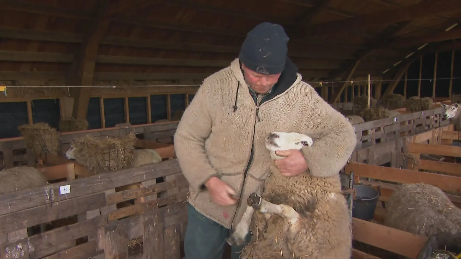 Steeds minder schapen op Texel, boer Jan-Willem grijpt in met vlogs