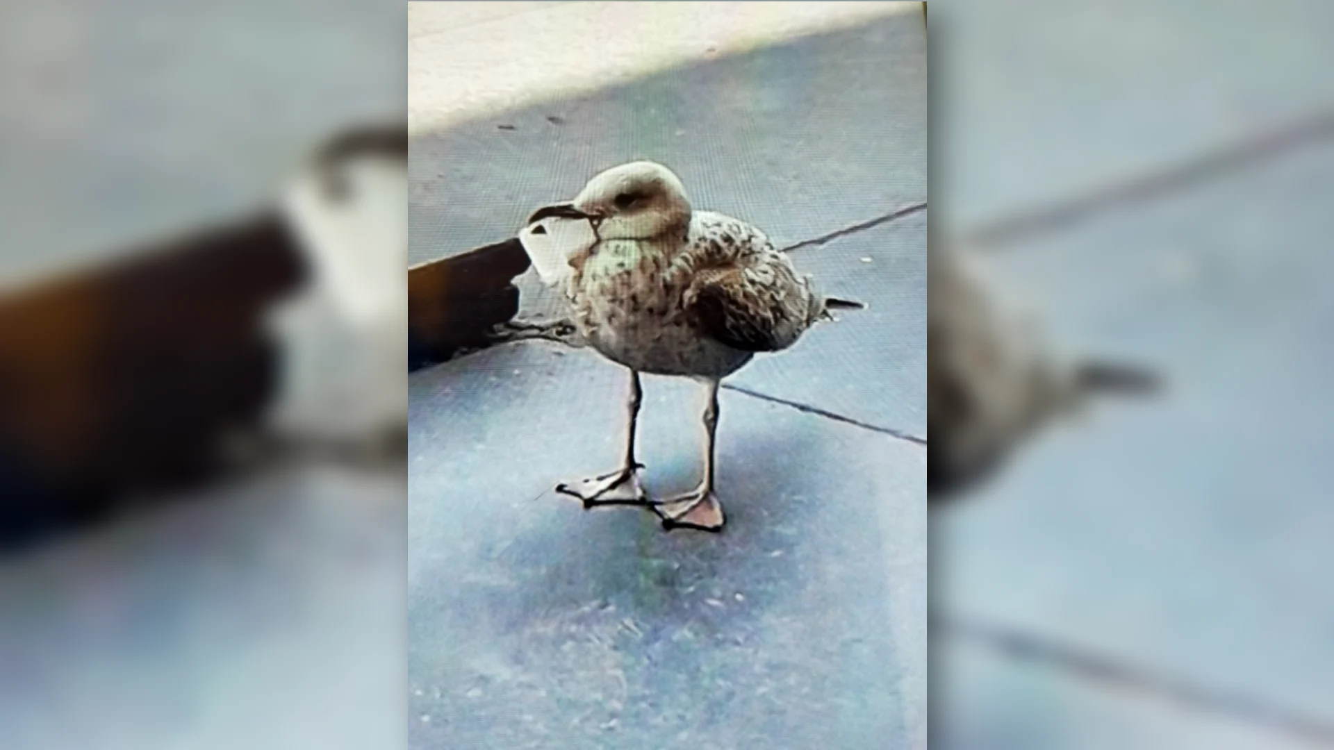 Meeuw met plastic bakje om zijn snavel houdt dierenambulance Groningen al weken bezig