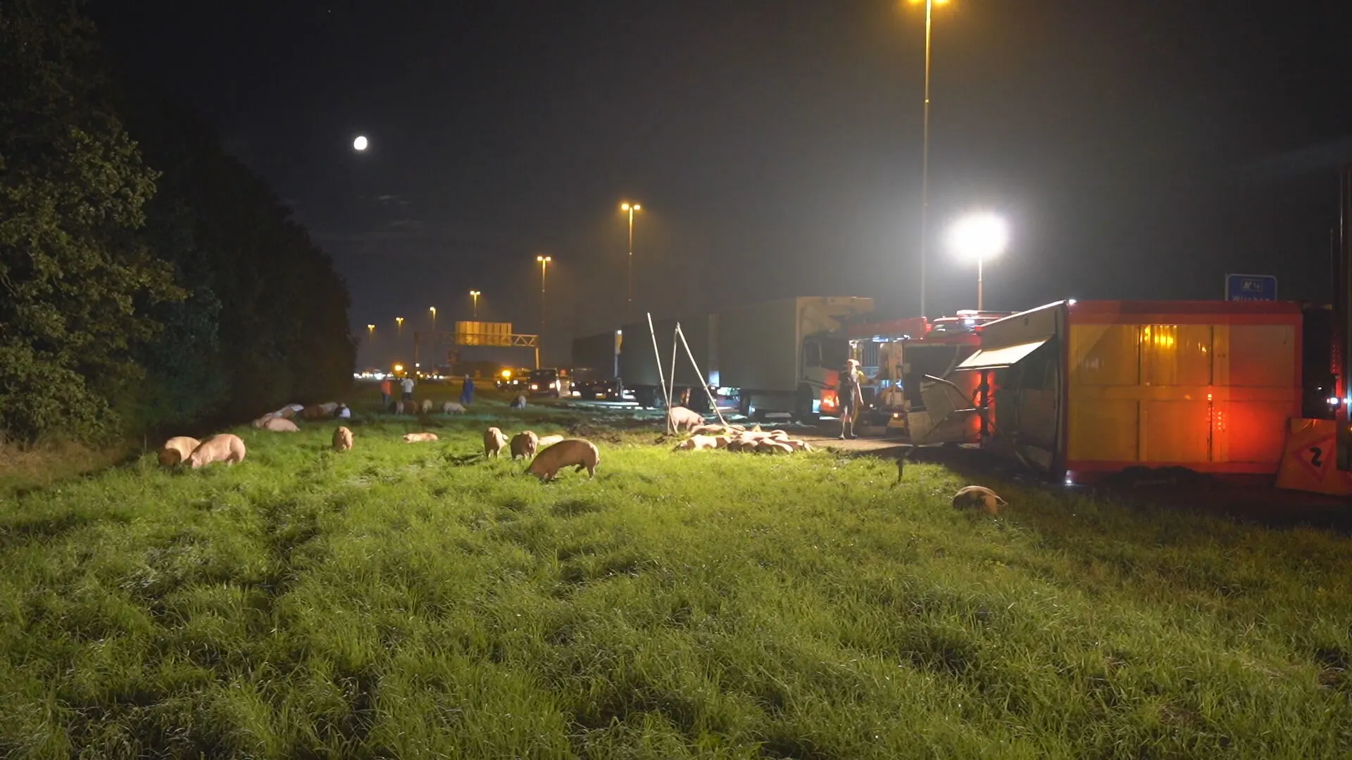 Trailer vol varkens kantelt op A73, dieren overleden