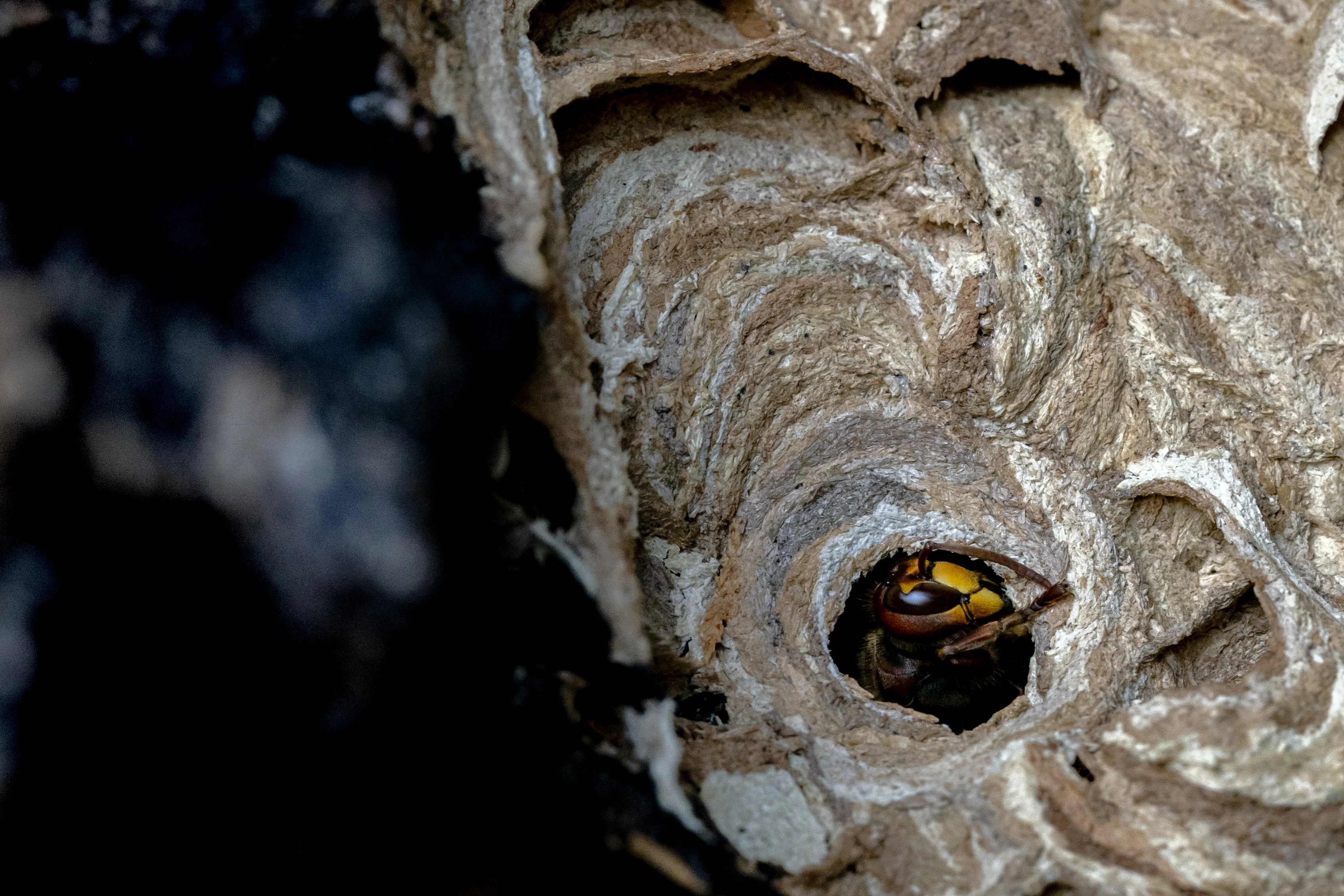 Aziatische 'monsterwespen' opnieuw gesignaleerd: 'We moeten ermee leren leven'