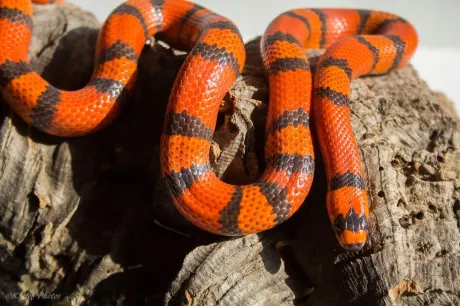 Rode melkslang ontsnapt in Haaksbergen