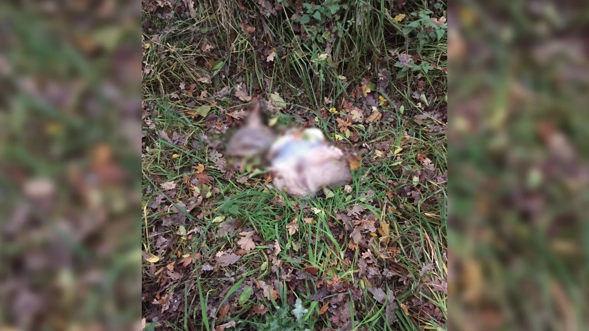 Gevilde reeën gedumpt op parkeerplaats: 'Vlees ligt mogelijk in de vriezer voor kerst'