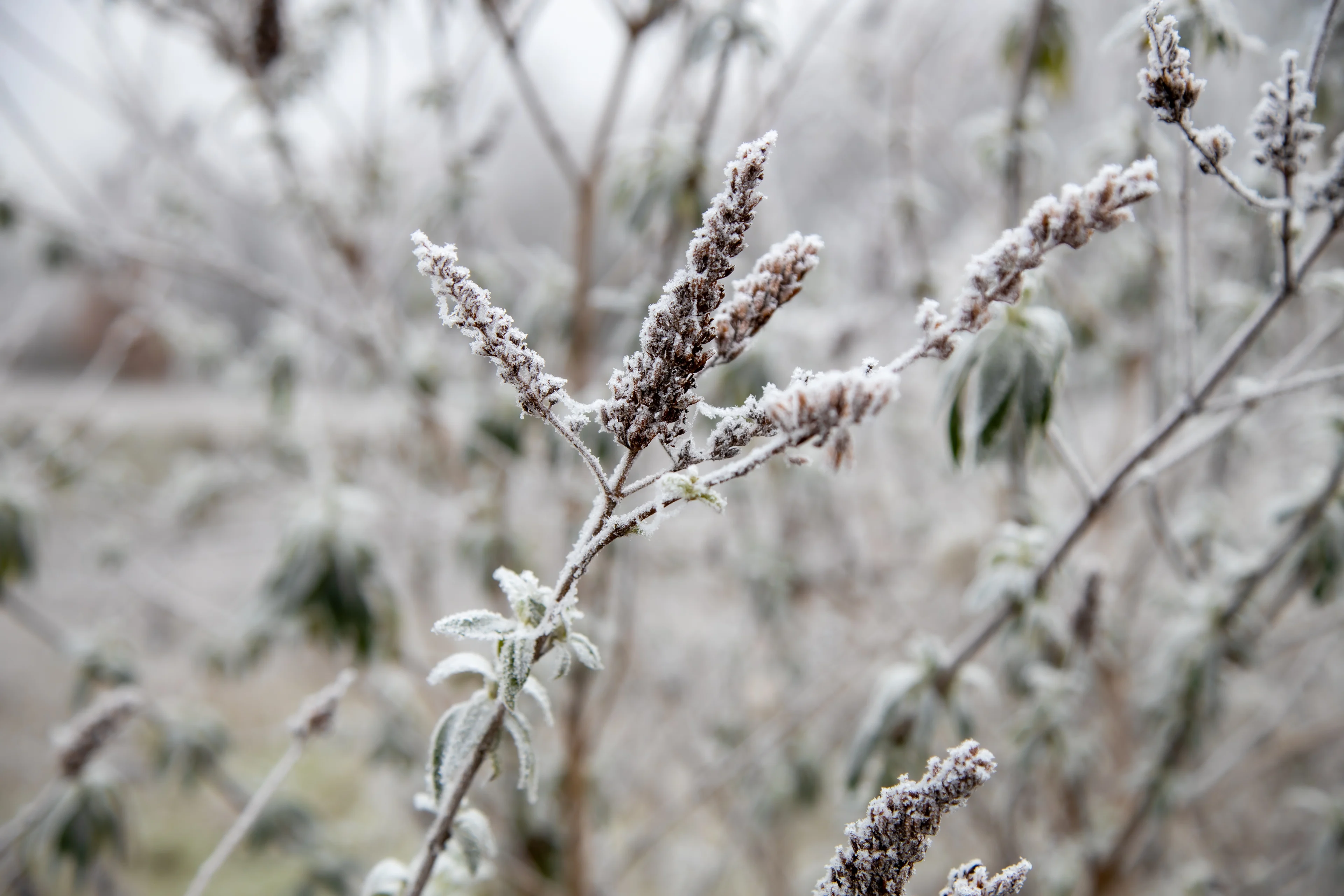 Na twee jaar weer strenge vorst: temperaturen tot -11 graden