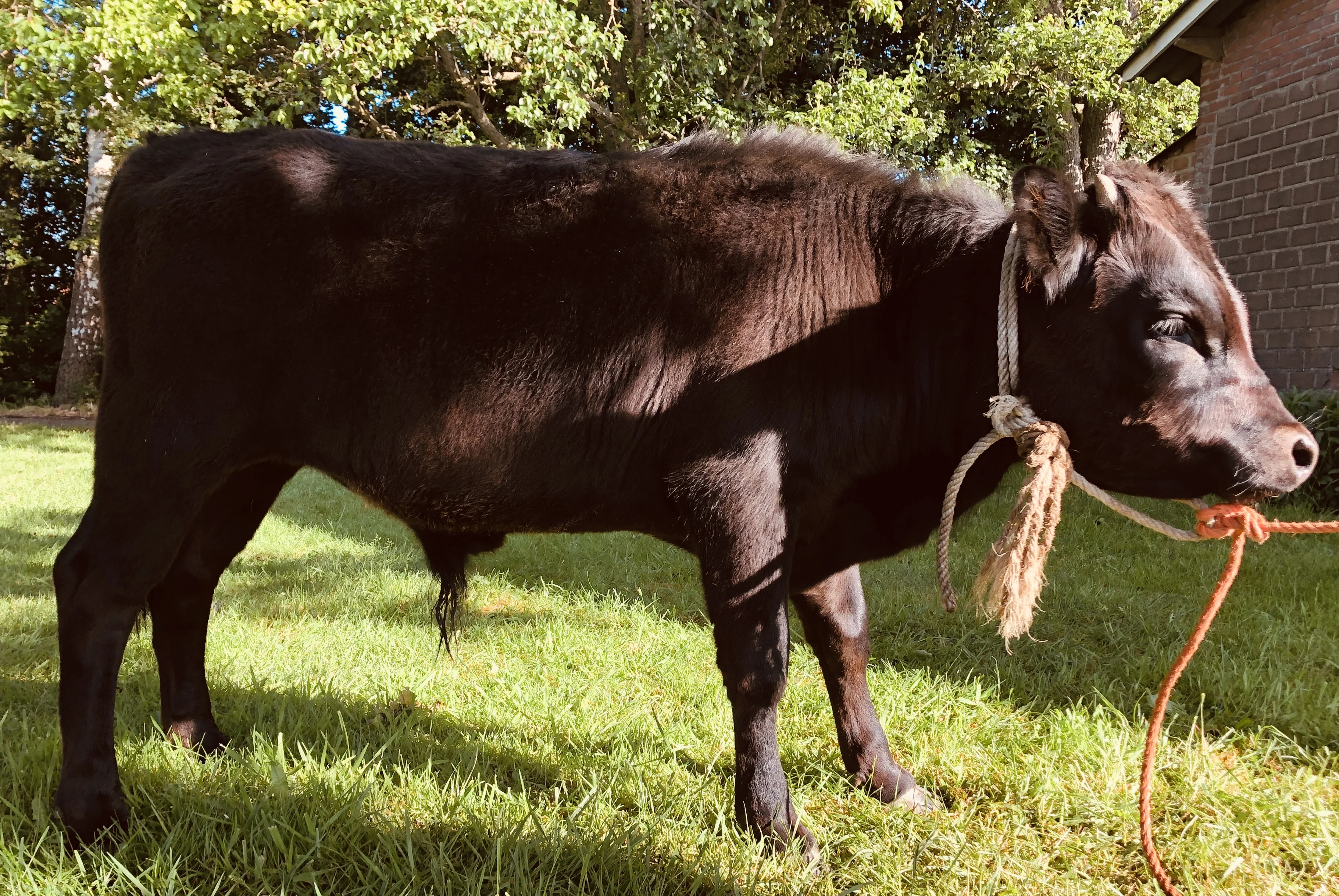 Stierkalfje Dexter nog altijd spoorloos: 'Misschien is hij gestolen'