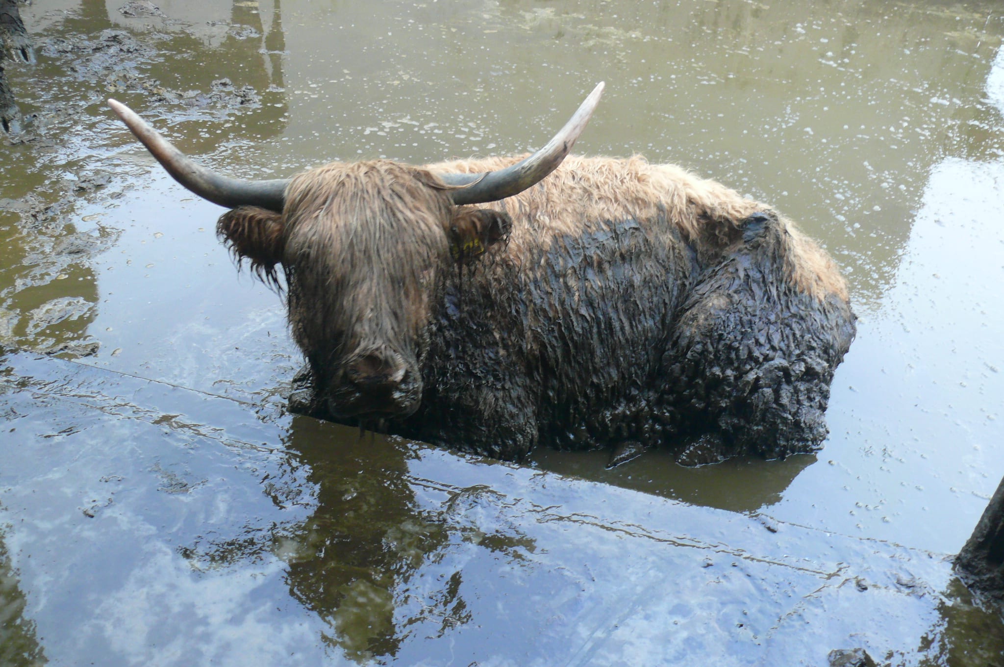 Dierenpolitie stuit op kadavers van Schotse hooglanders tijdens controle