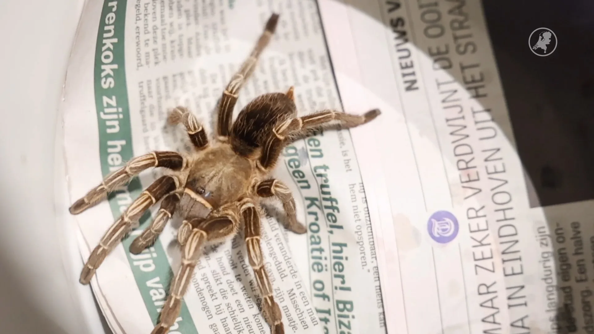 Bewoner vindt enorme spin in keukenkastje Den Haag