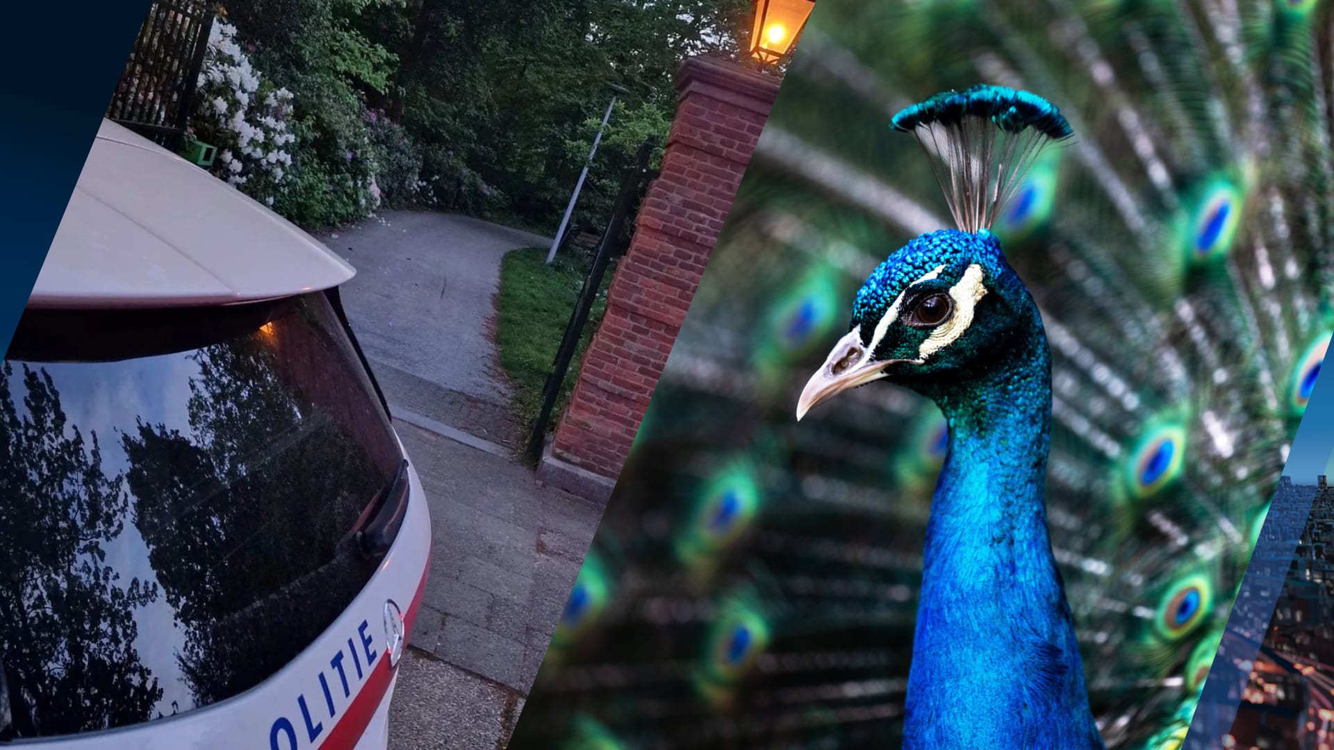 Jongeren betrapt op plukken van veren van pauwen in parkje