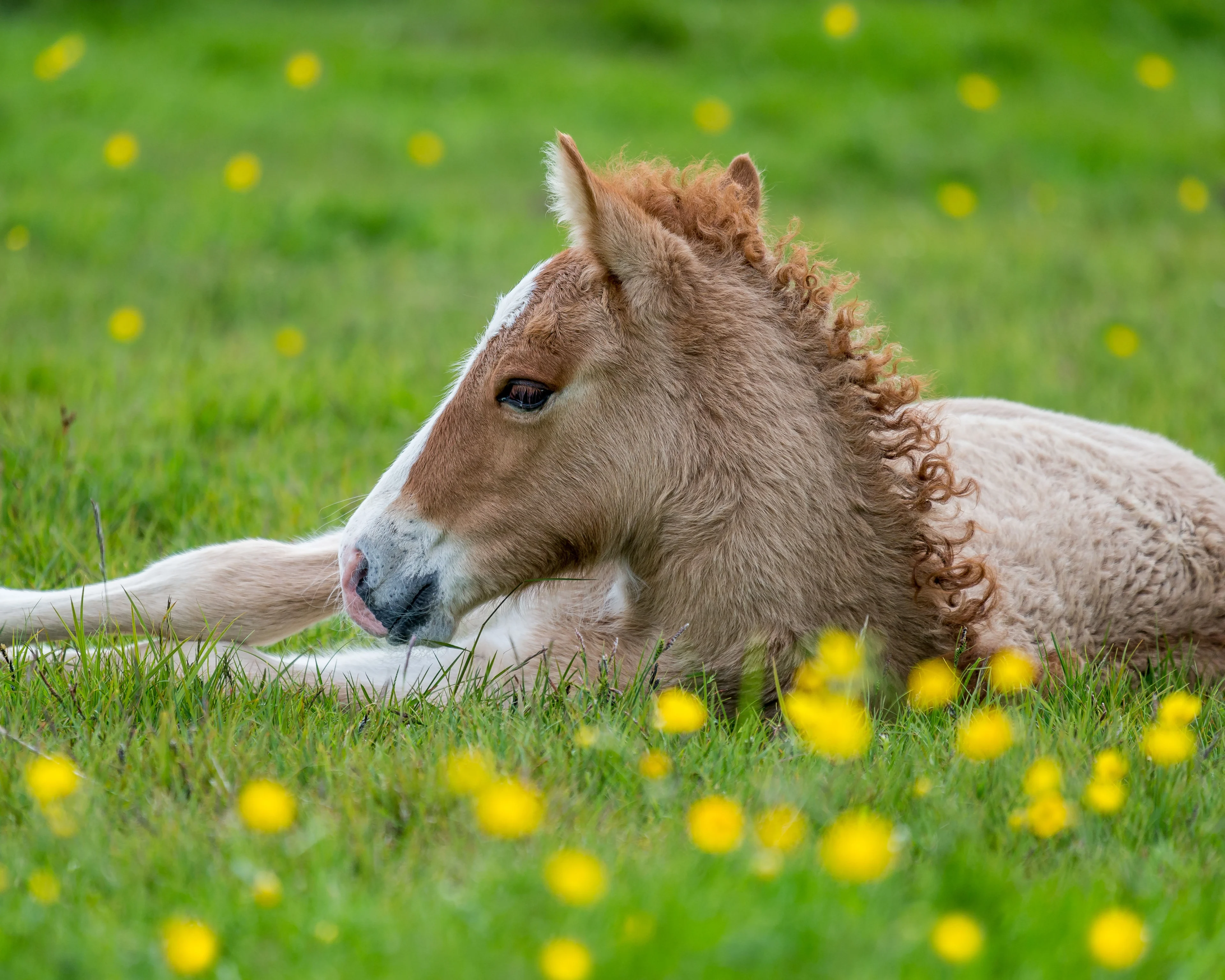 Twee dode ponyveulens gedumpt bij parkeerplaats in Scharwoude