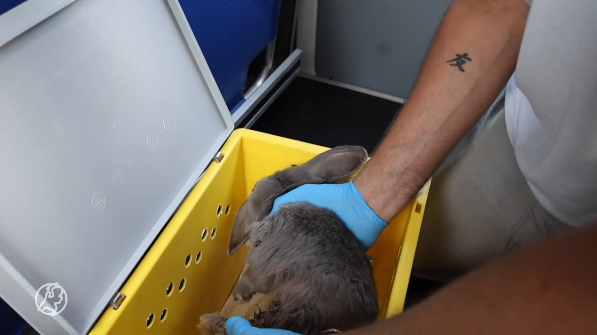 Zwaar verwaarloosd konijn gedumpt in tuin Den Haag