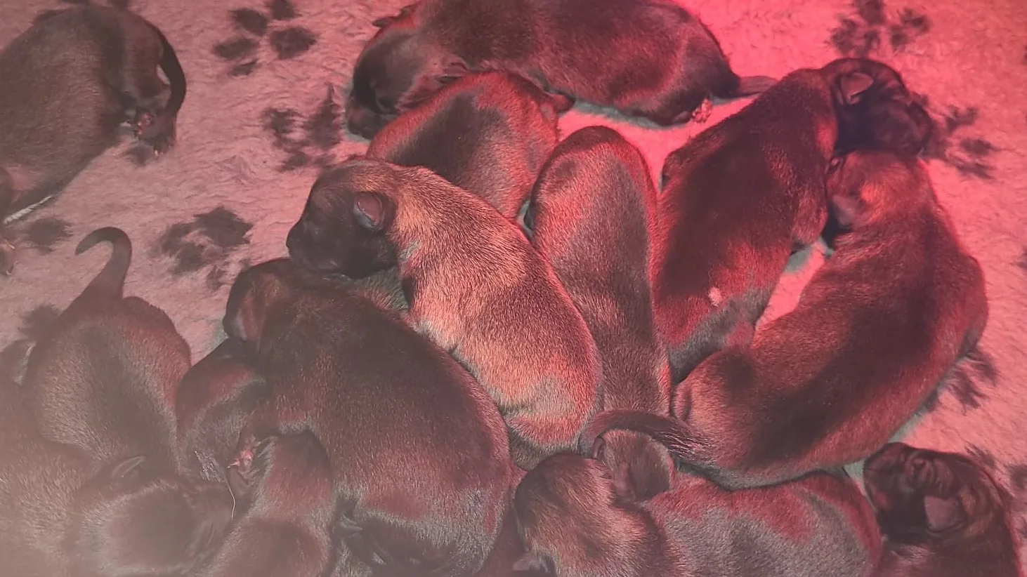 Politiehond krijgt maar liefst 18 puppy's: 'Ze bleven maar komen'