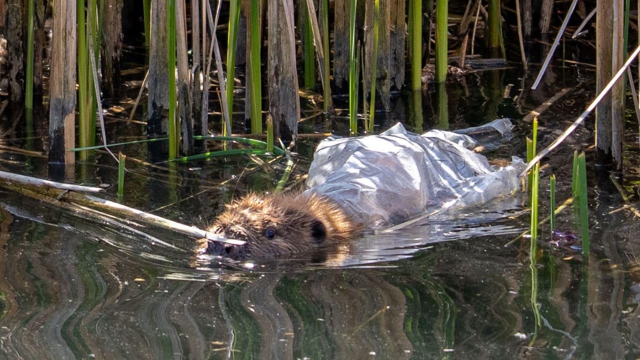 Bever verstrikt in plastic zak gevonden, redding blijkt lastig