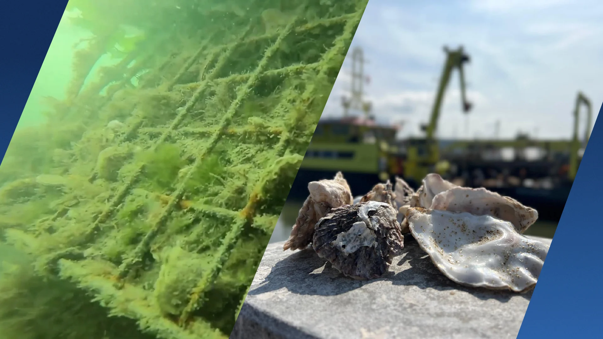 Nog maar één rif over in de Noordzee, maar deze oesters bouwen het weer op