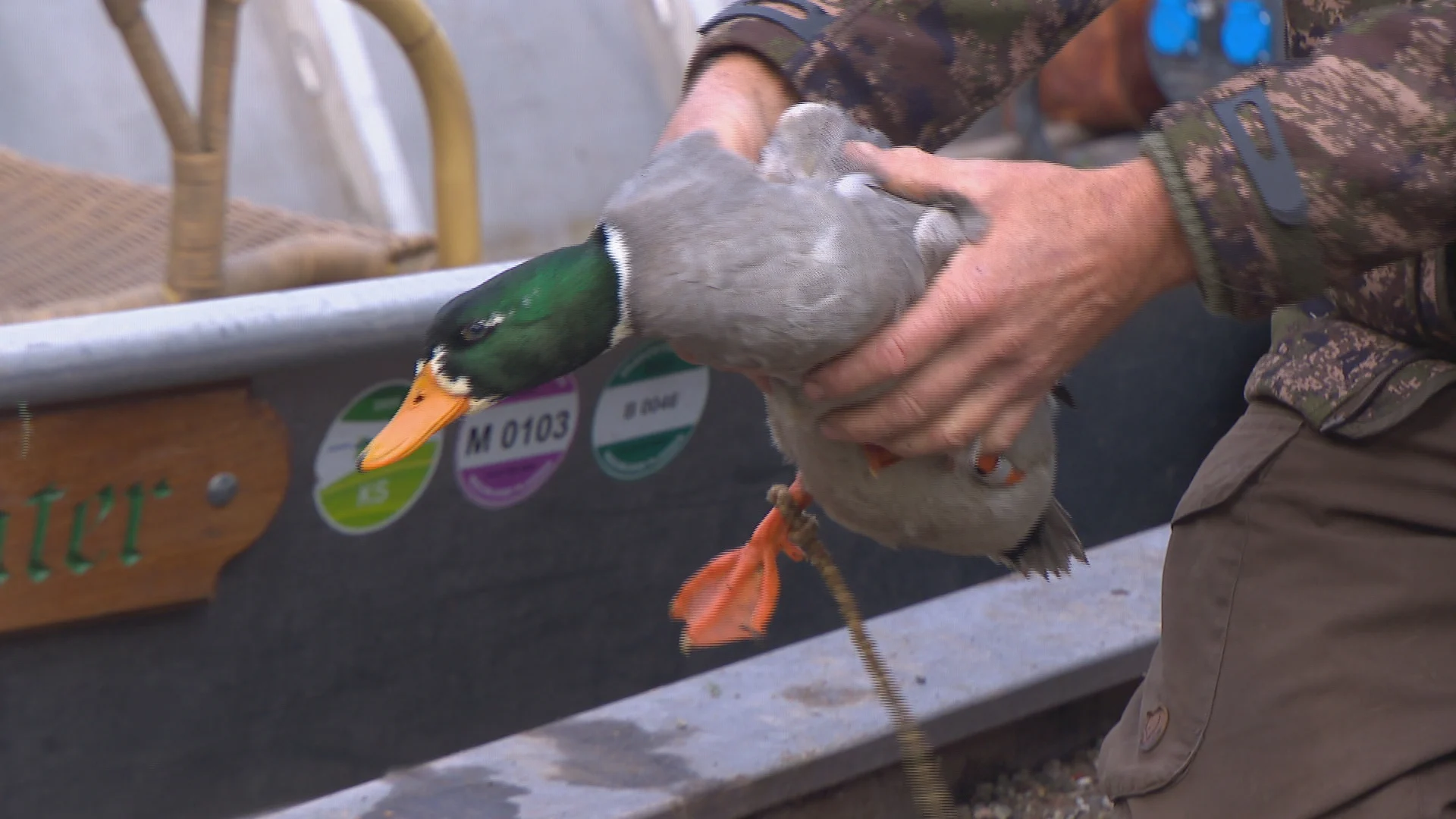 Jachtseizoen weer geopend: jagen met levende lokeend, gruwelijk of niet?