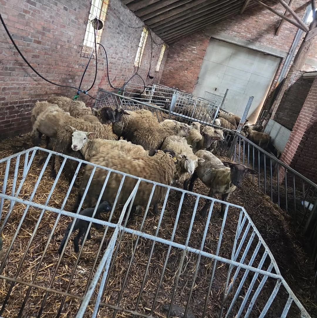 Tientallen dode dieren gevonden in schuur in Winschoten