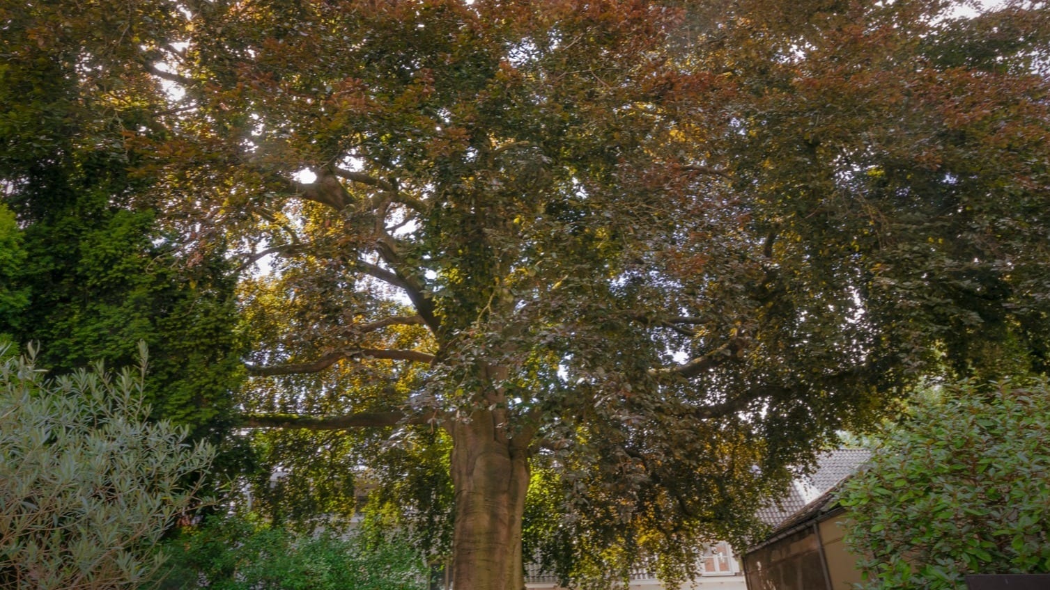 Boom die 190.000 euro waard is doet mee aan Boom van het Jaar-verkiezing