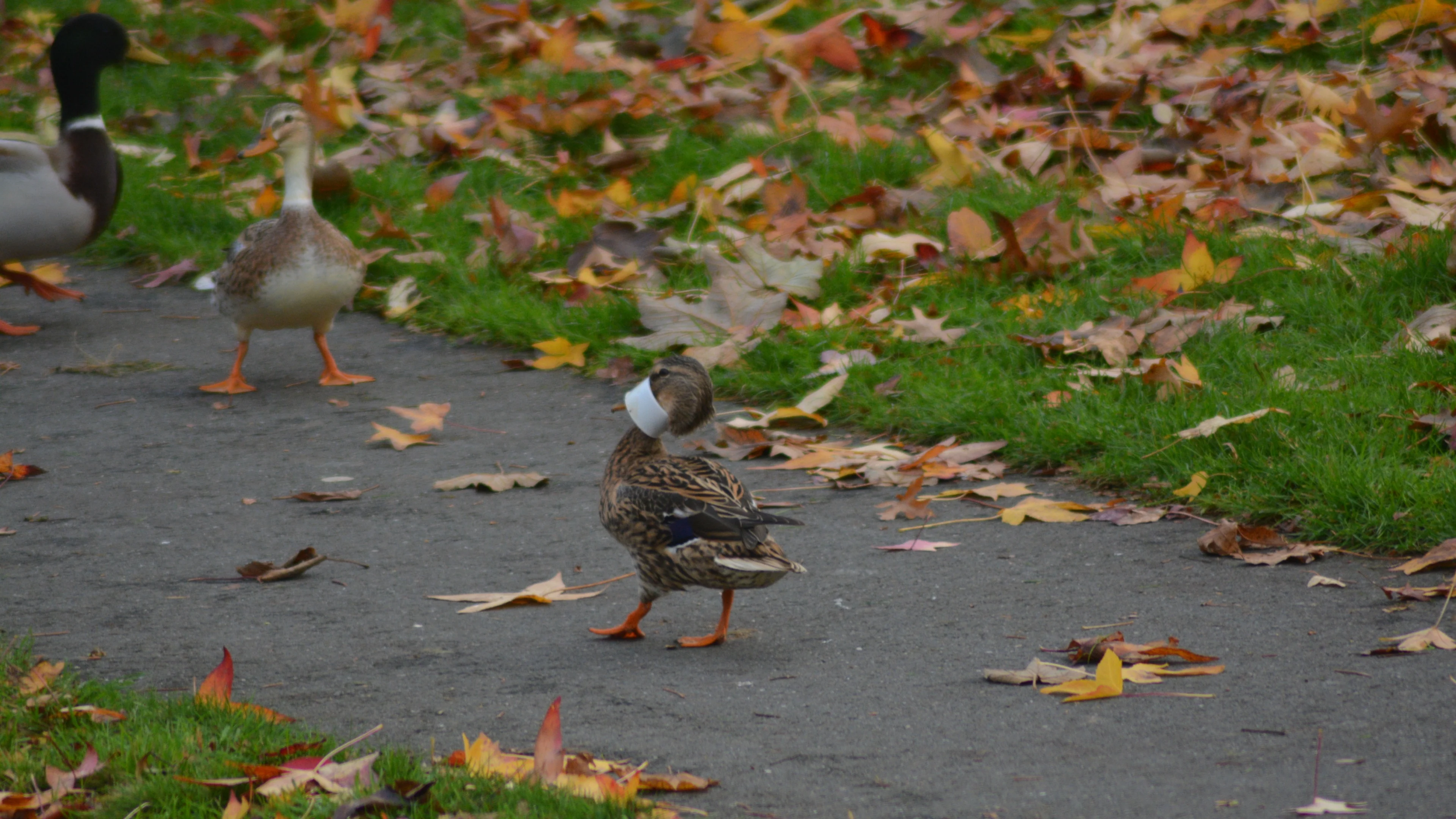 Hulpeloze eend zwemt rond met plakbandrol om snavel, maar weigert zich te laten redden