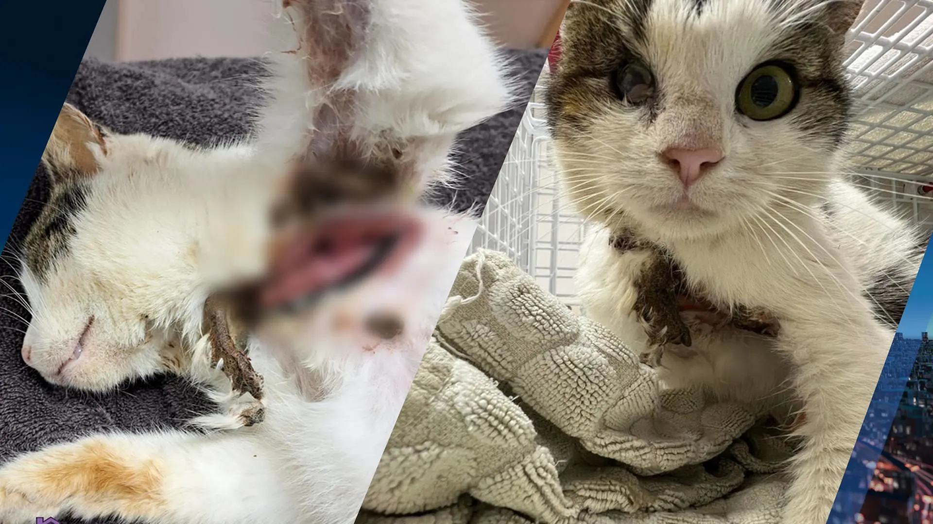 Goed nieuws: ernstig toegetakelde tiewrap-poes bevalt van gezonde kittens