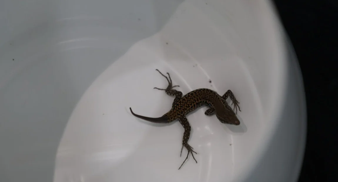 Onverwachte gast in deur: hagedis lift mee in camper van Frankrijk naar Den Haag