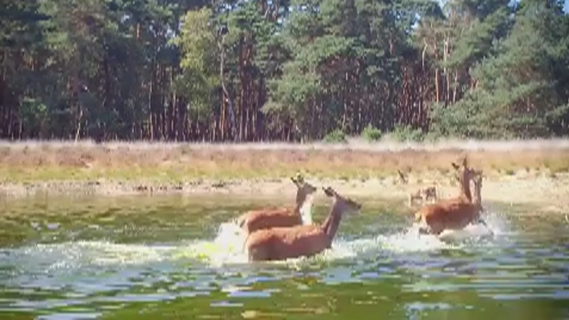 Unieke beelden: wolf verjaagt edelherten uit plas op de Veluwe