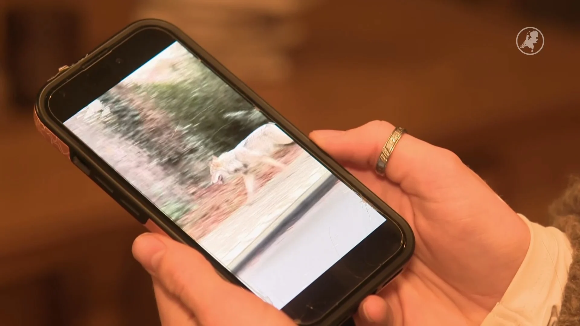 Opnieuw oog in oog met een wolf: dit keer is het raak in Ermelo