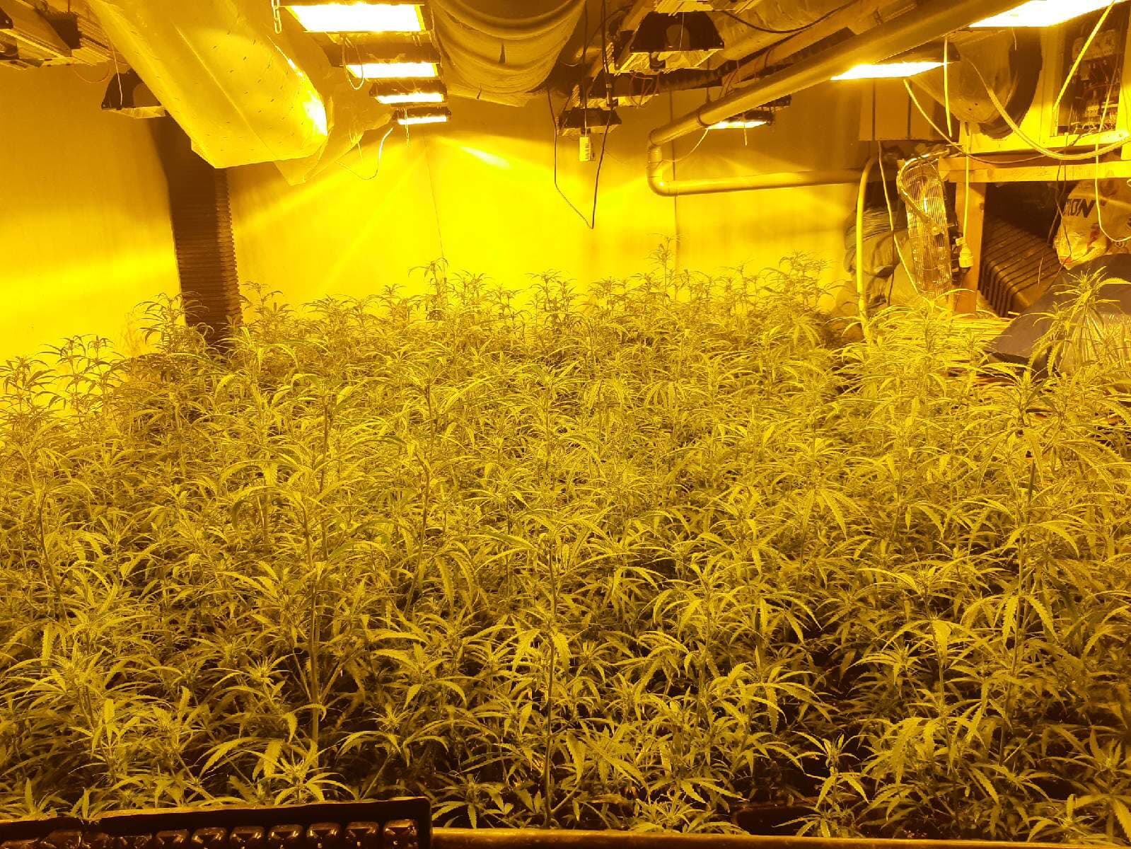 Kleinzoon bouwt stiekem wietplantage op zolder in Hank, nu moet oma huis uit