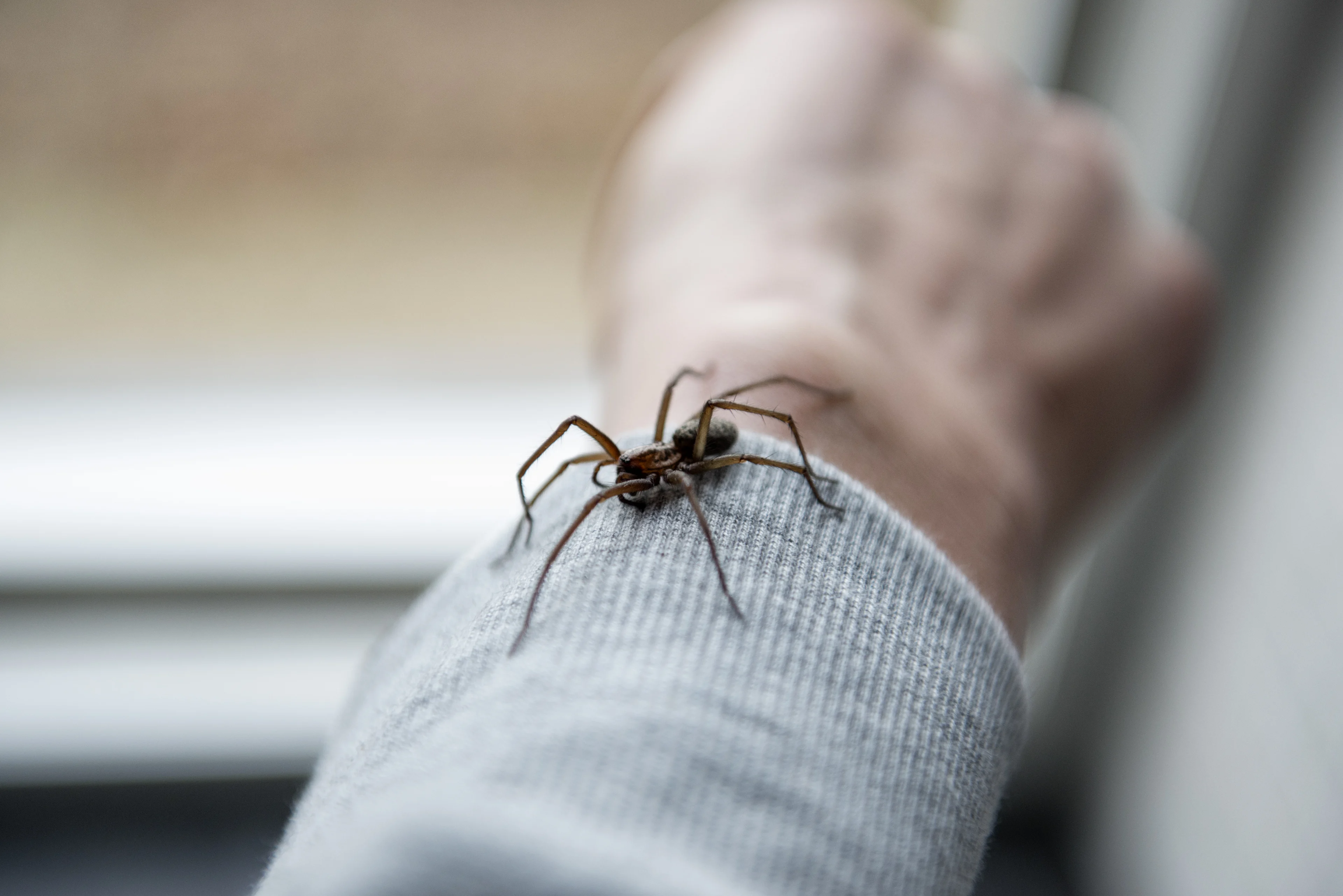Kruipen spinnen écht in je mond ’s nachts? De feiten op een rij