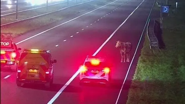 A7 afgesloten vanwege stier op de snelweg