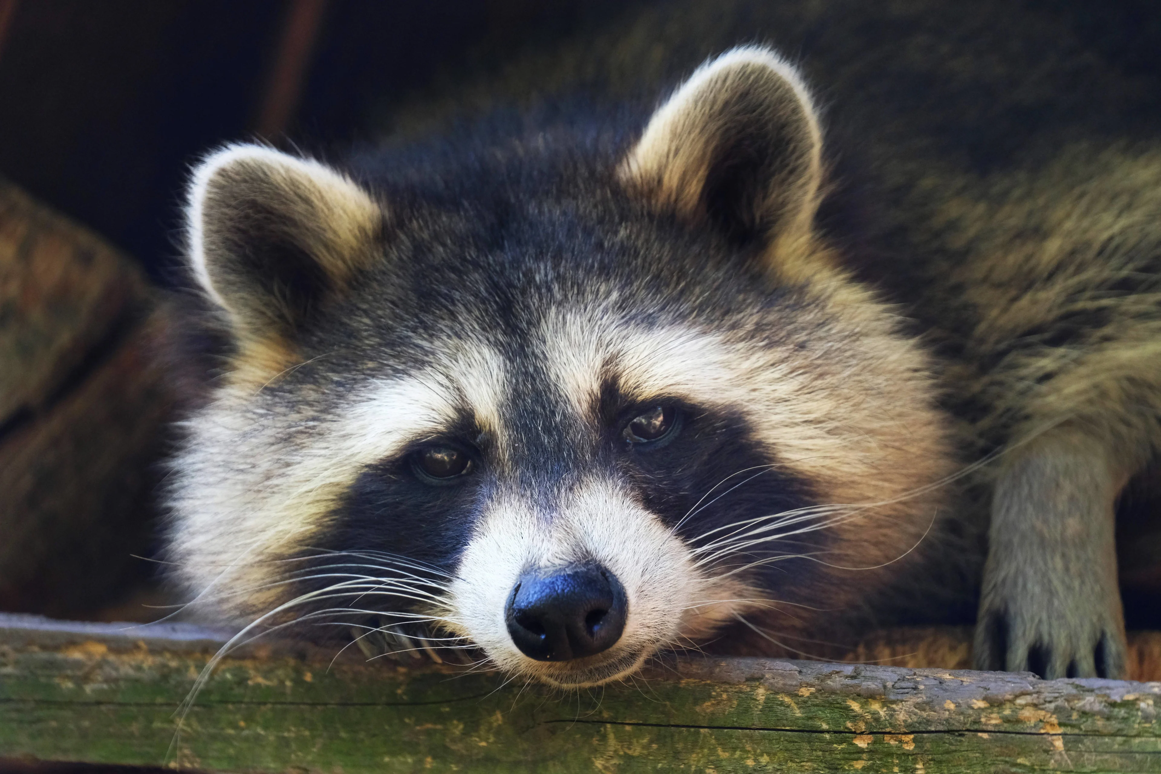 Nog zes wasberen uit AquaZoo kwijt, één gevangen met marshmallow