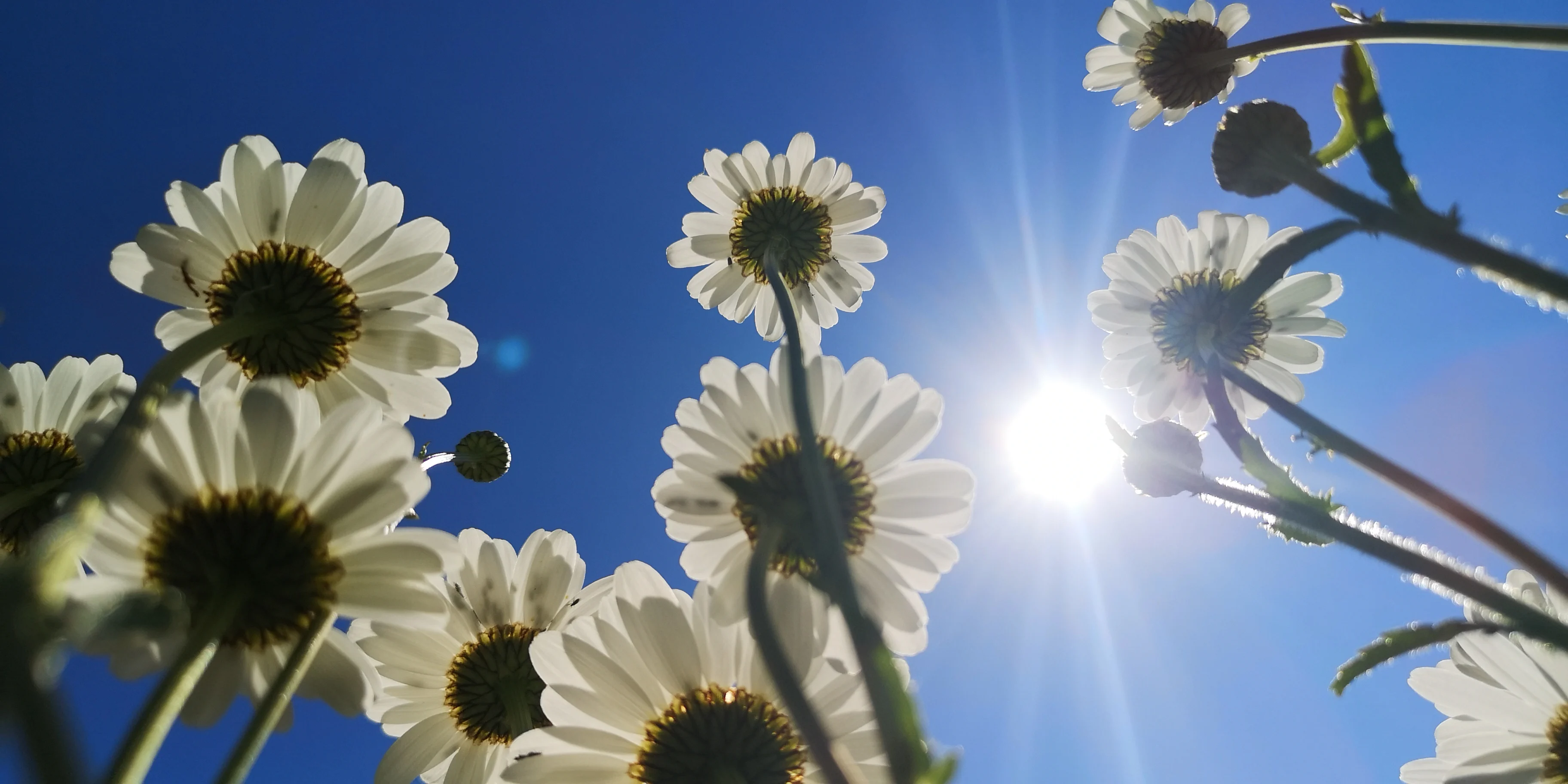 Genieten: Woensdag wordt warmste dag van de week