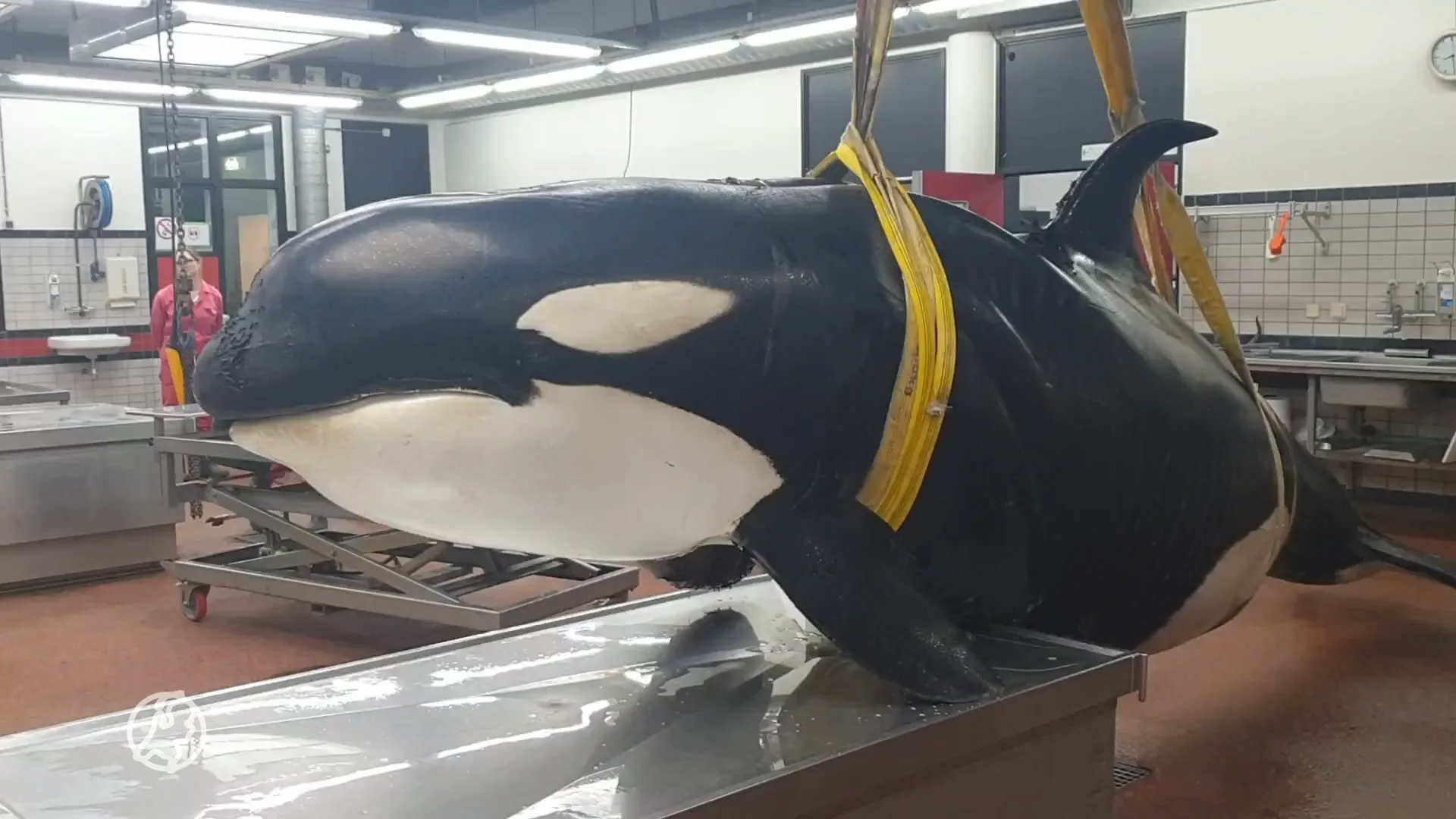 Overleden orka oogt vermagerd, onderzoekers zijn onder de indruk: 'Iconisch'