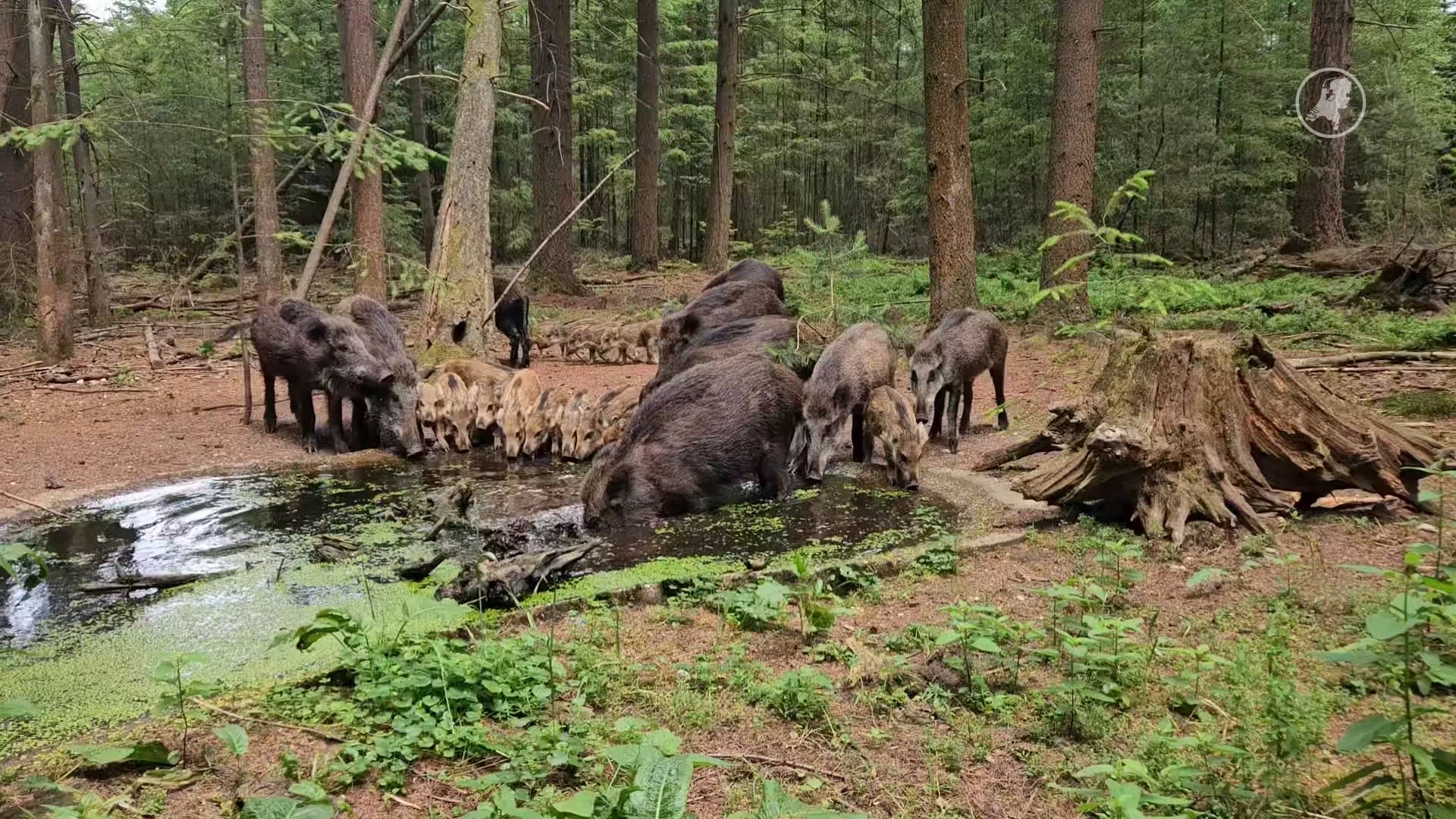 Zwijnen zoeken verkoeling op in vijver