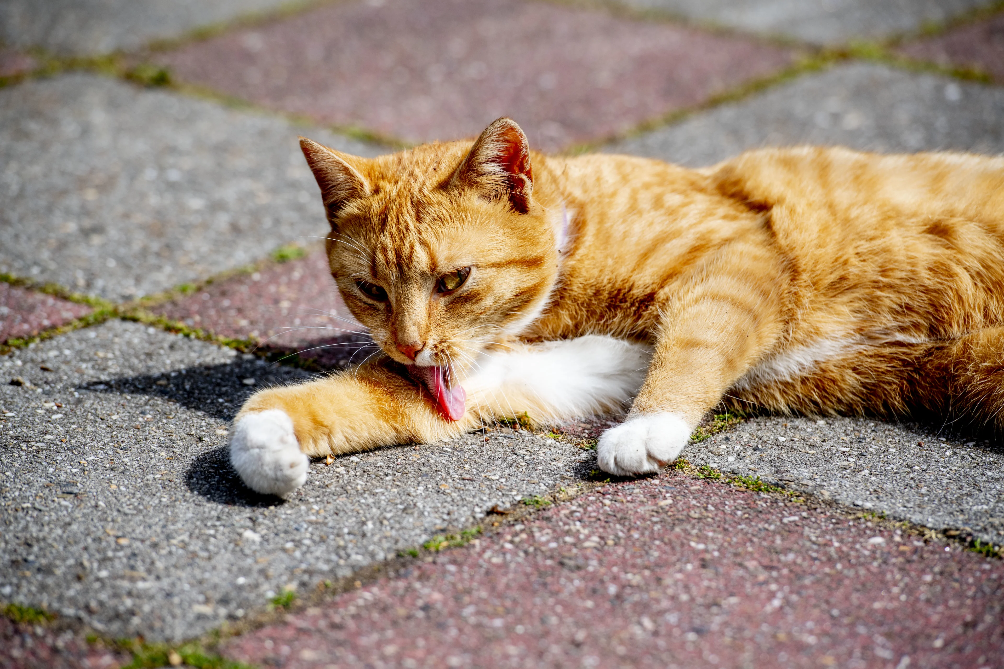 Dierenbescherming wil landelijke chipplicht van katten