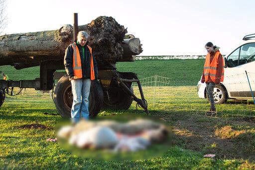 Schapen van Marianne prooi van illegale slachters: 'Echt verschrikkelijk'