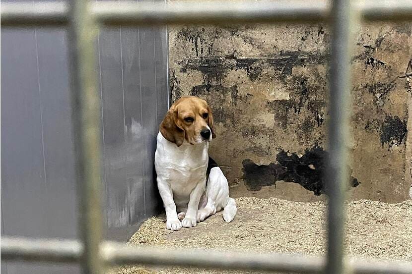 Belgische dierenrechtenclub wil Eerselse dierenfokker voor rechter