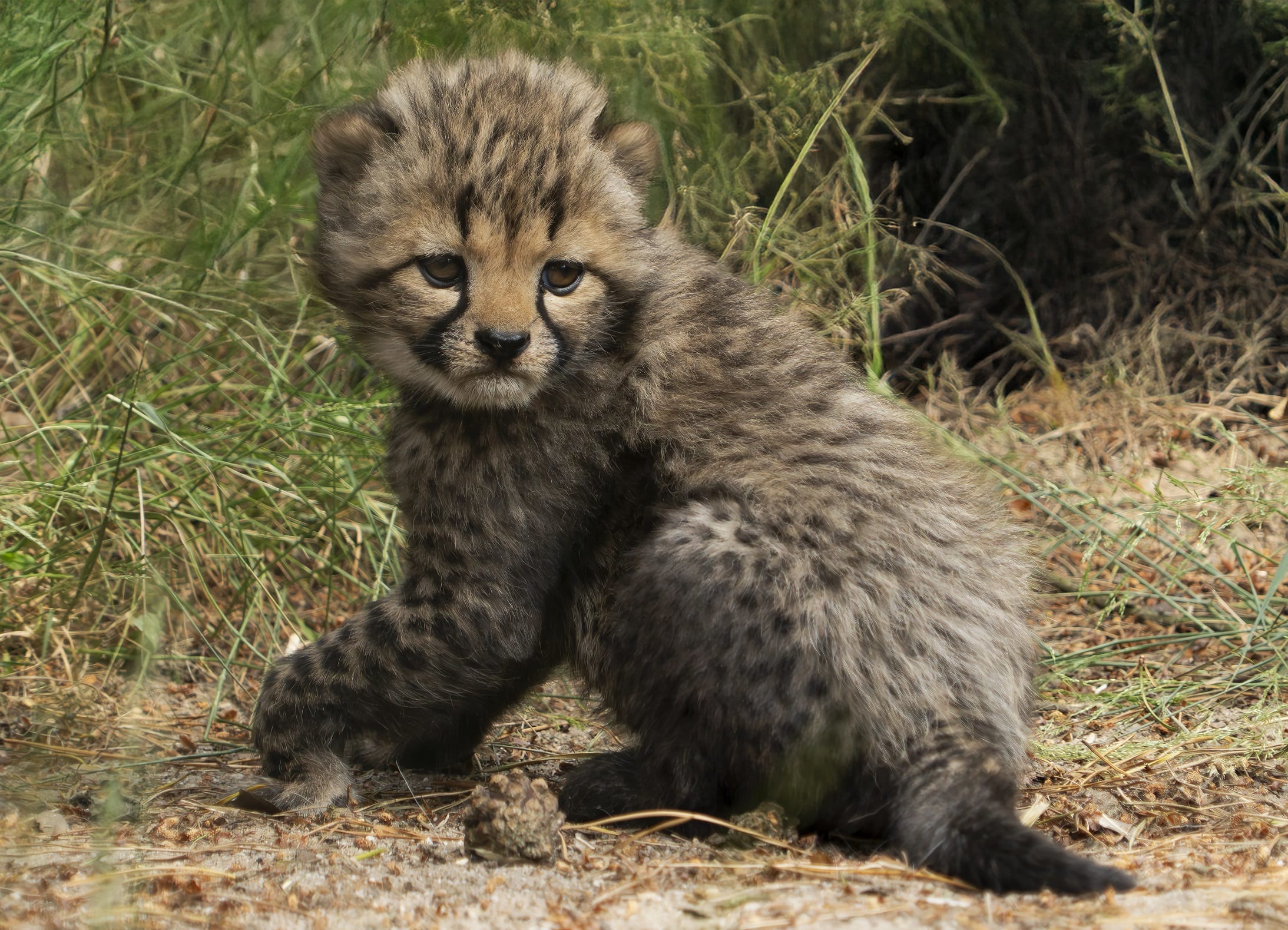 Zó schattig: pasgeboren cheetawelpjes spelen buiten met moeder in Beekse Bergen