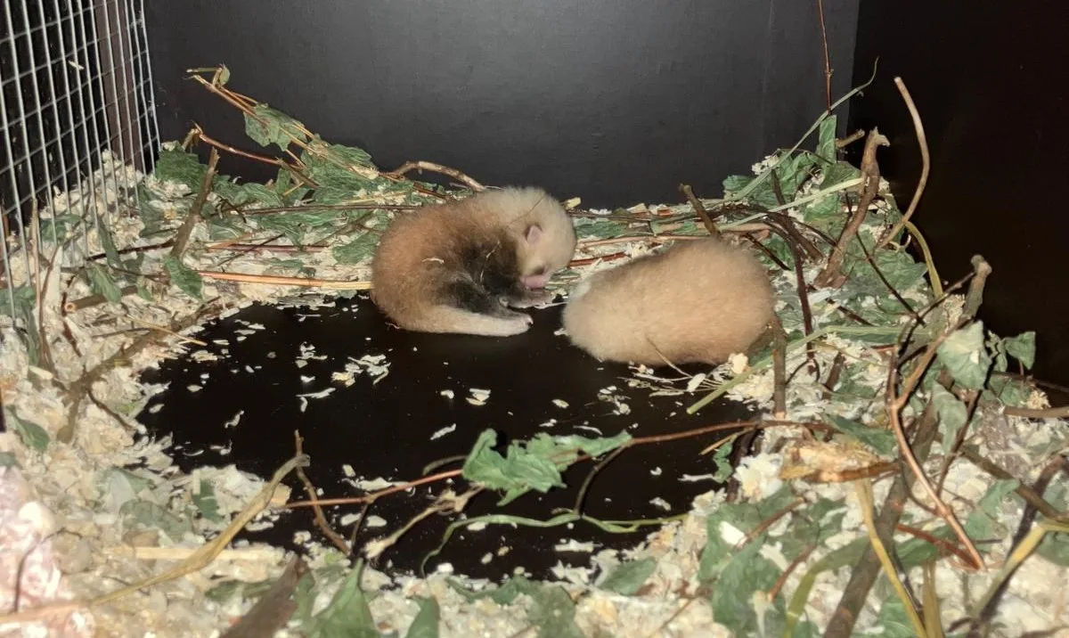 Dubbel babygeluk in GaiaZOO: twee rode panda’s geboren