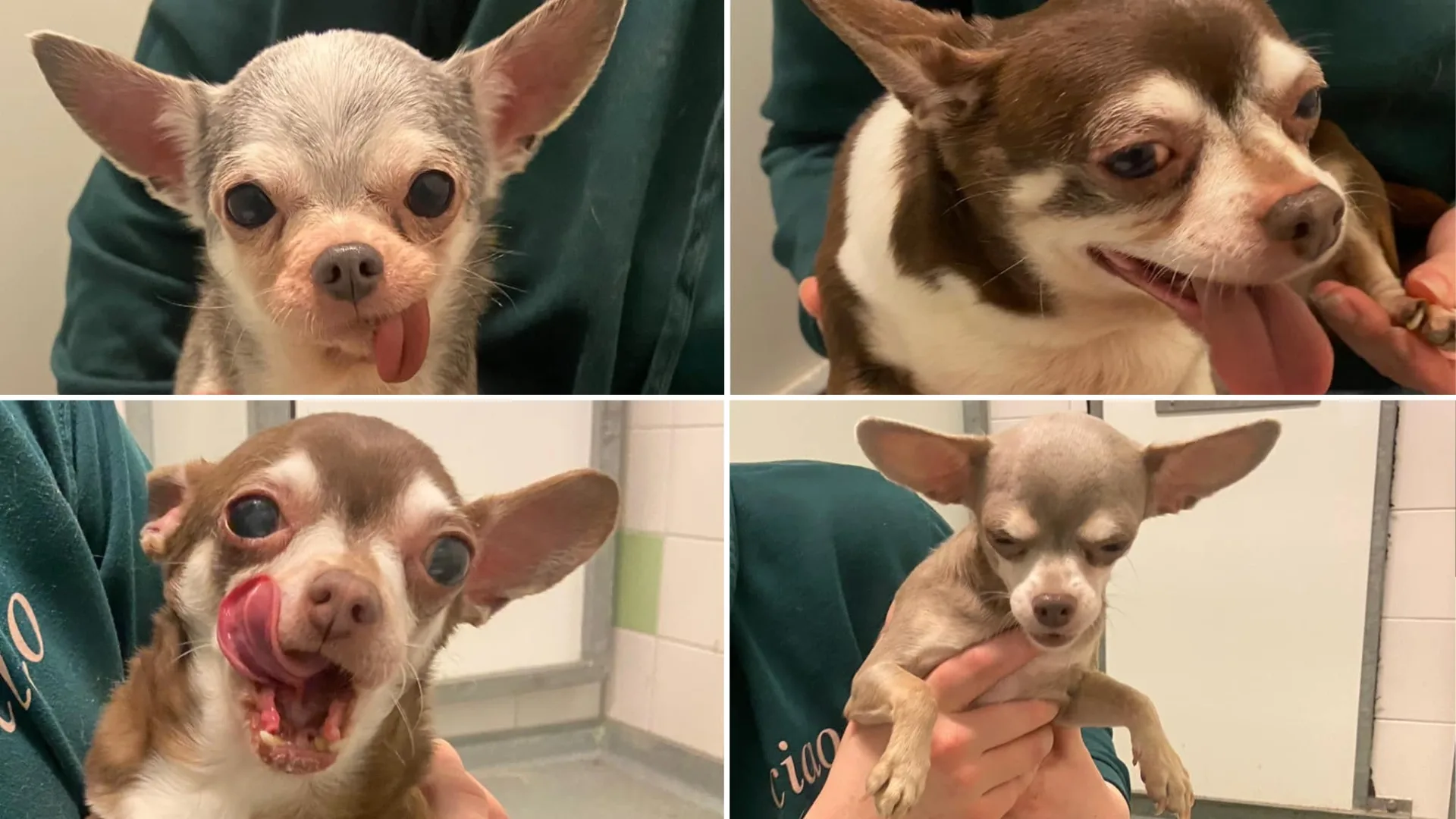 Vier slecht verzorgde chihuahua’s gevonden in Rotterdam, eigenaar onbekend