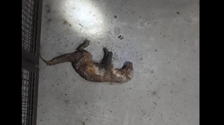 Steenmarter in onderstation Liander in Borculo legt 11.000 huishoudens plat