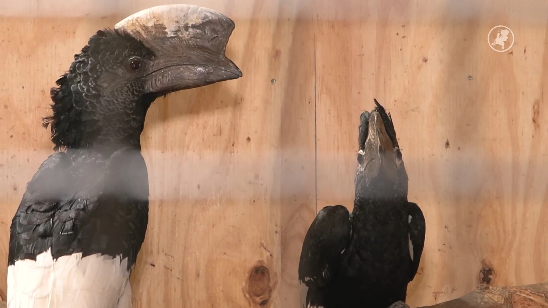 Brabantse handelaar opgepakt: honderden vogels in beslag genomen