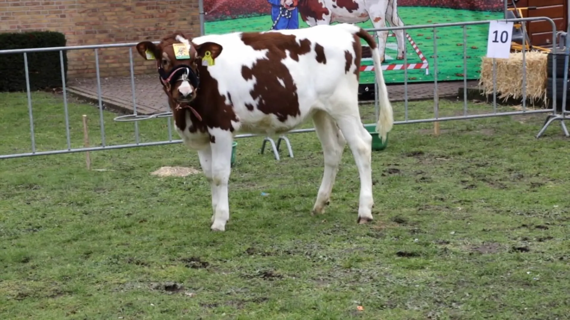 House of Animals doet aangifte om 'mestspel' met jong kalf tijdens carnaval