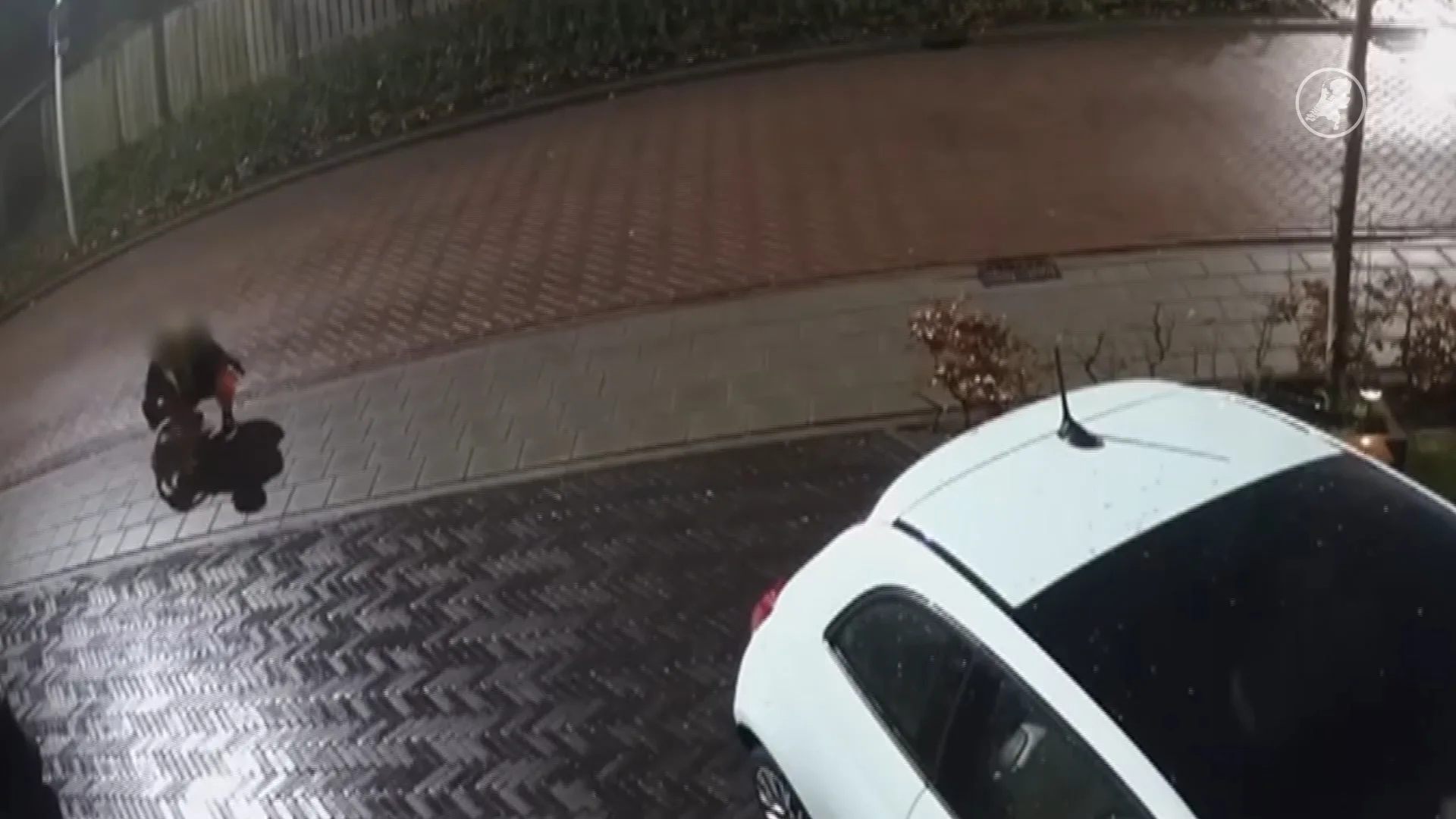 Steeds meer katten verdwijnen, en duiken kilometers verderop weer op