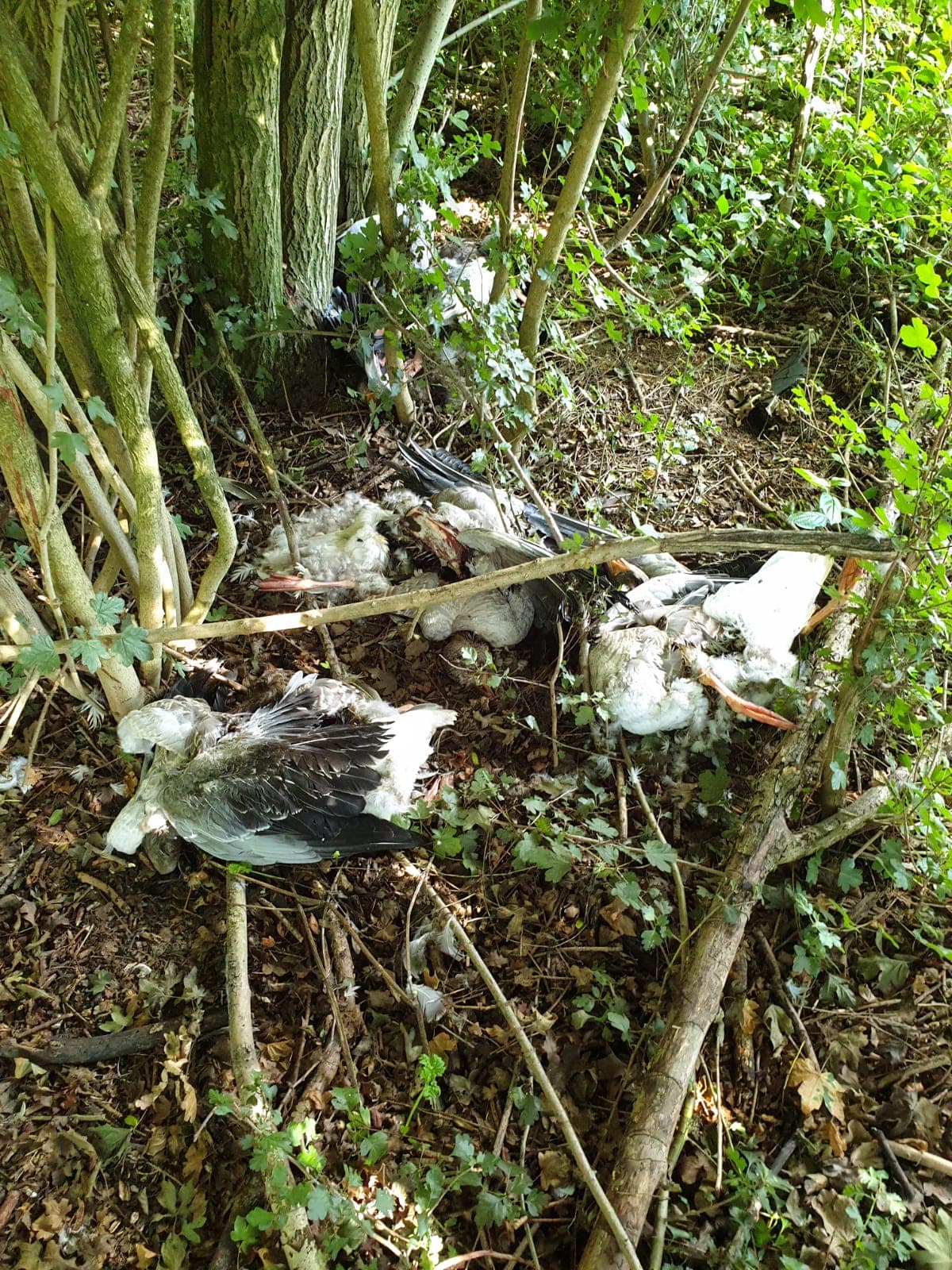 Wie dumpt er al wekenlang verminkte ganzen in Angerlo