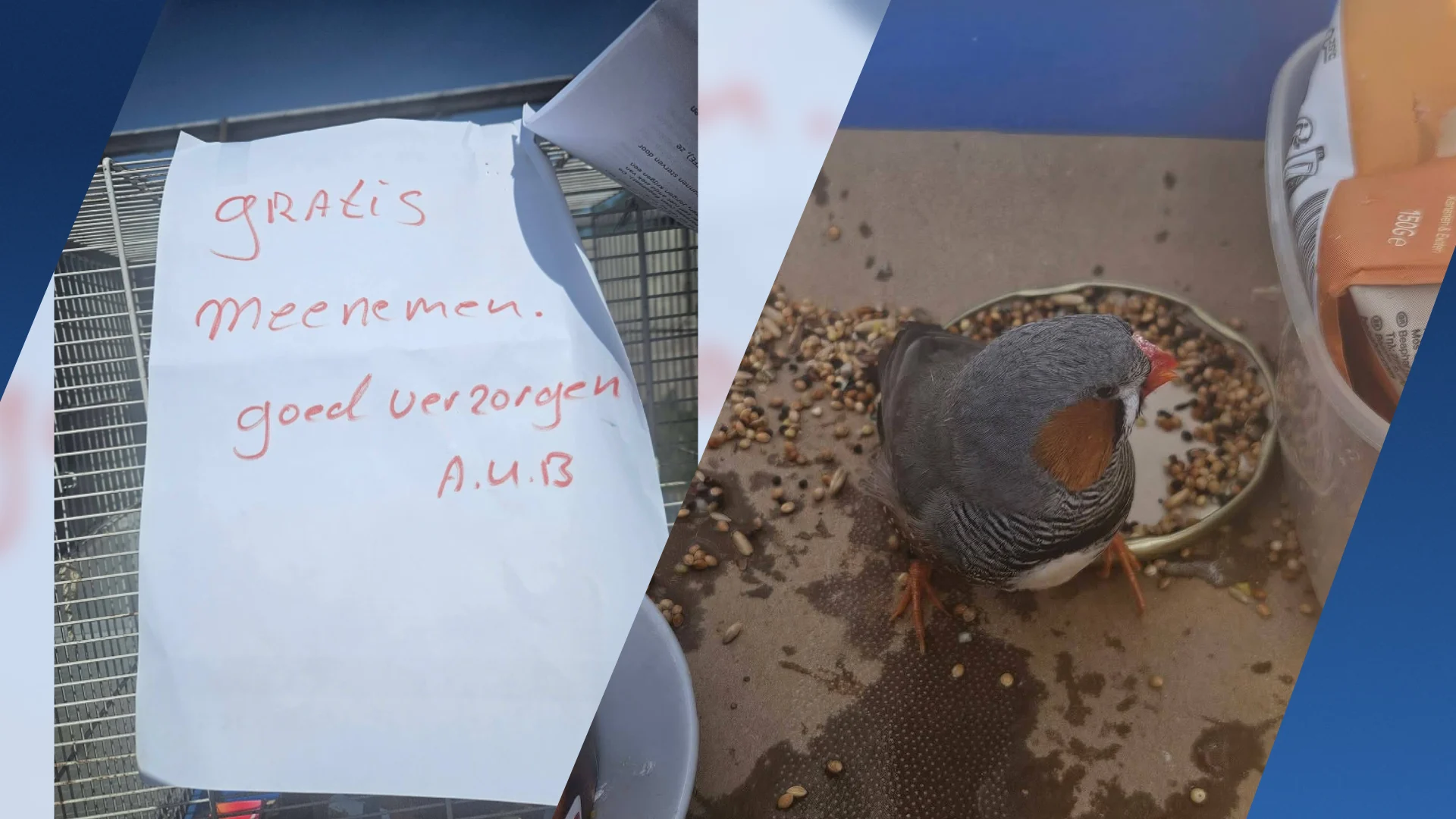 Vogel op straat gedumpt, maar mét volledige verzorghandleiding