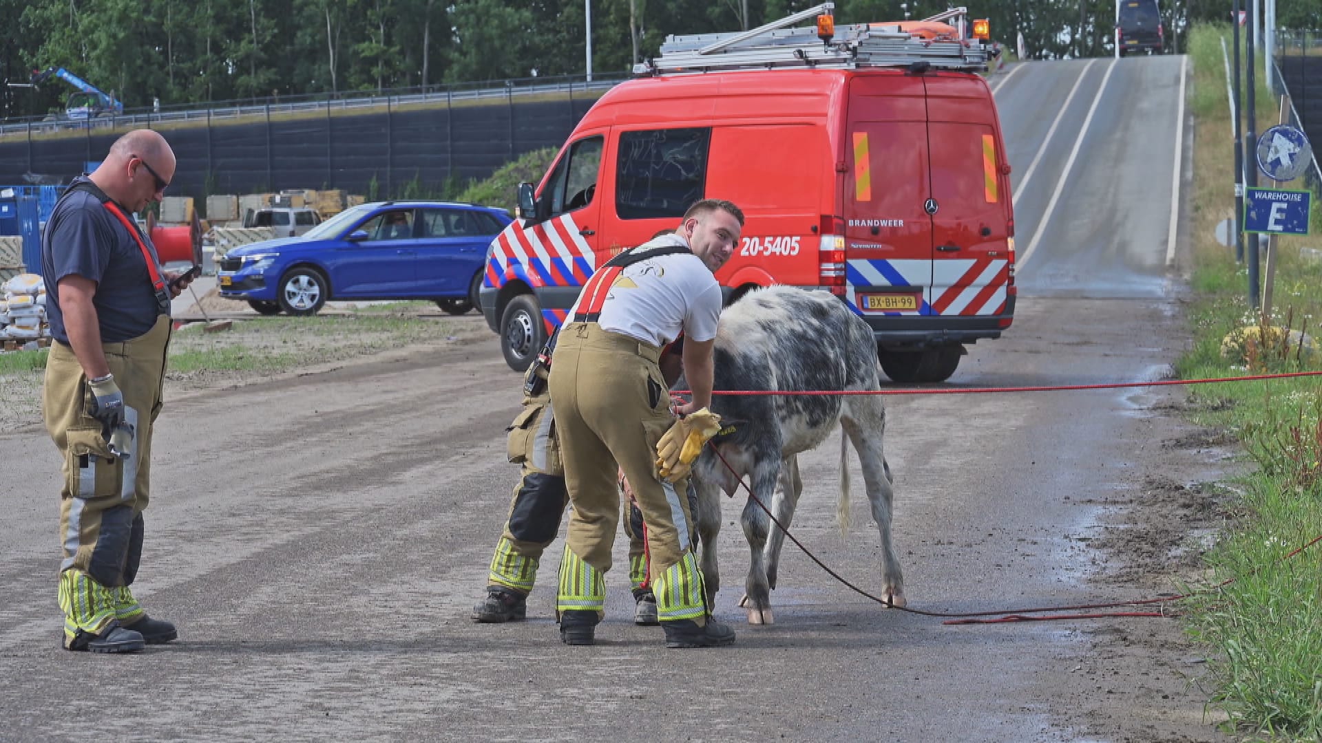 Zeventig koeien ontsnappen in Moerdijk, twee belanden in sloot