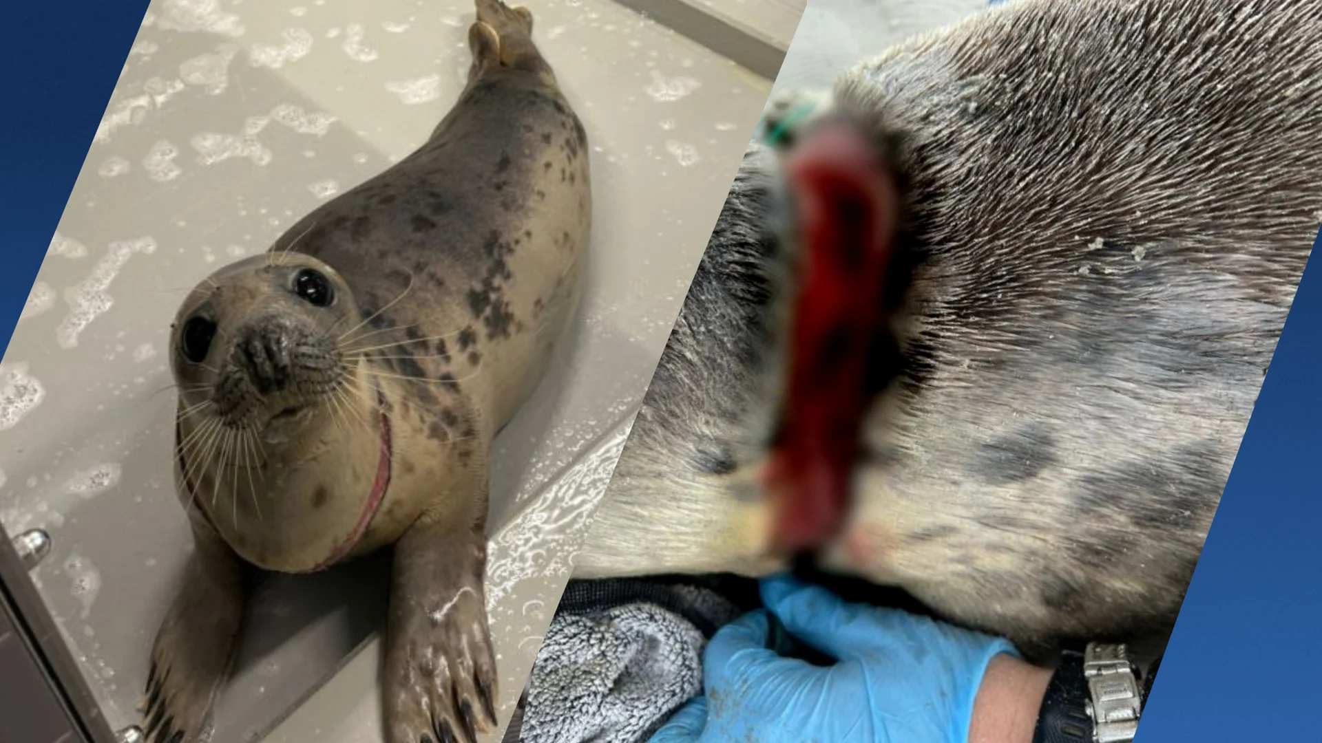 Zeehond Django ernstig verstrikt in vissersnet: 45e verstrikking van het jaar