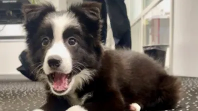 Pup Ira terug naar baasjes na uren in kou op balkon