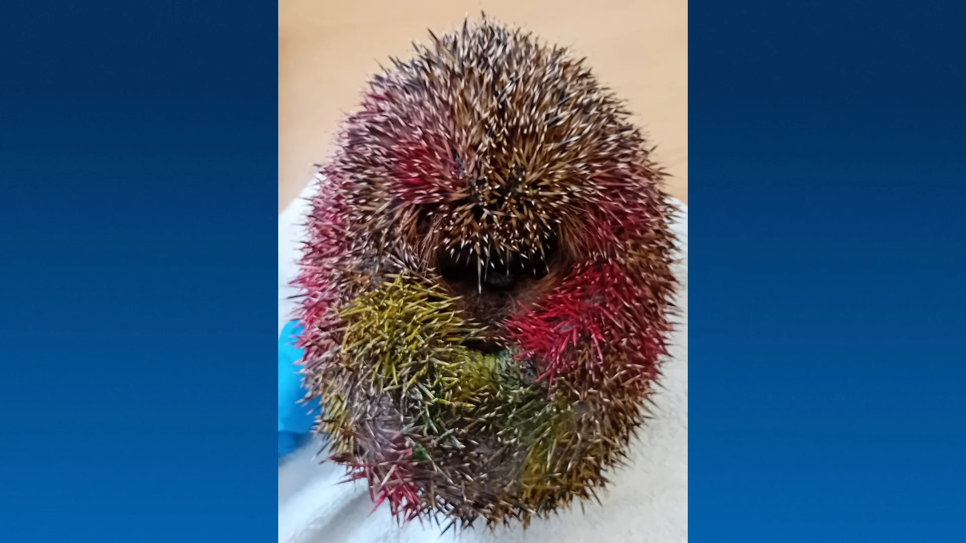 Egel in Zeist vol graffiti, schoonmaak duurde ruim een uur: 'Super schrijnend'